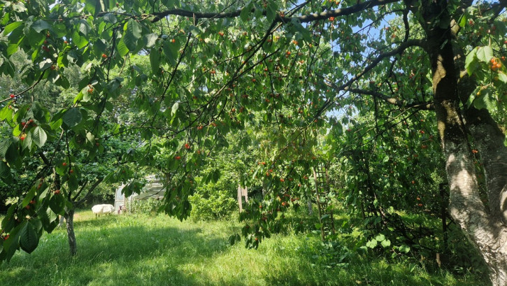 Działka Sprzedaż Wojny 10