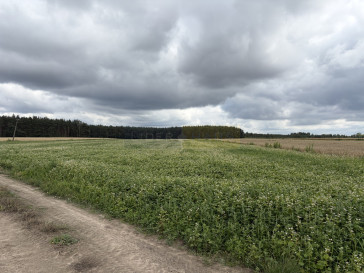 Działka Sprzedaż Wilamy