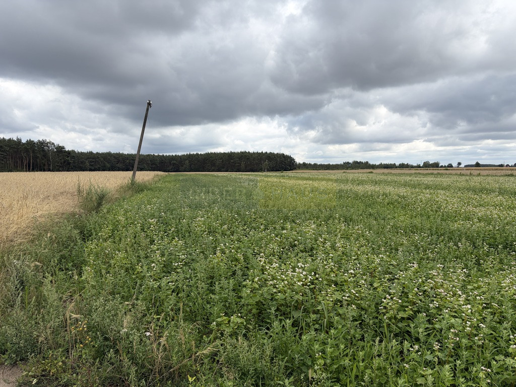 Działka Sprzedaż Wilamy
