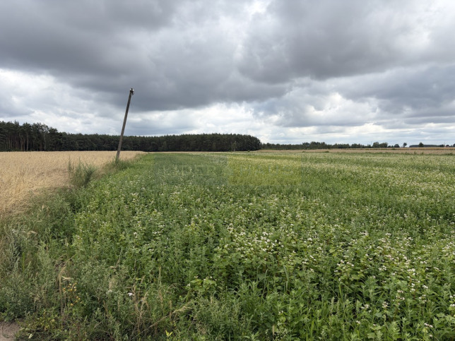 Działka Sprzedaż Wilamy 4