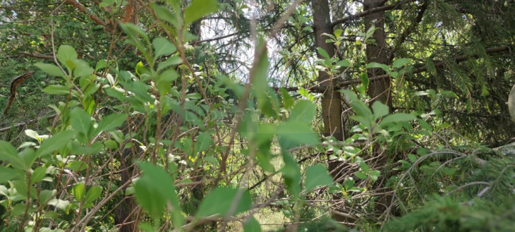 Działka Sprzedaż Dziekanów Nowy 7