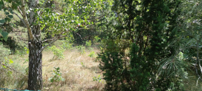 Działka Sprzedaż Dziekanów Nowy