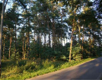 Działka Sprzedaż Czosnów